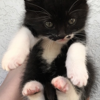 ありがとうございます。里親様決定しました‼︎