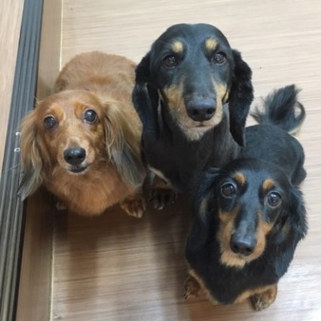 おさち☆のカバー写真