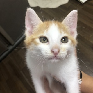 野良ちゃんが産んだ子猫ちゃんです！