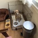 ポメ×トイプーmix犬 9歳♀