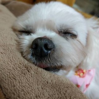 苦労した、ひなちゃんにあたたかいお家を！