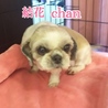 結花 chan ⭐️ シーズー サムネイル2