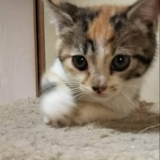 元気で健康なチビ猫2匹保護中