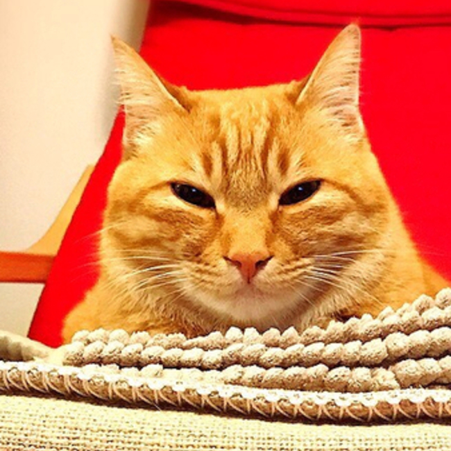 ドリレオのカバー写真