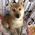 1歳7ヶ月の女の子です。
