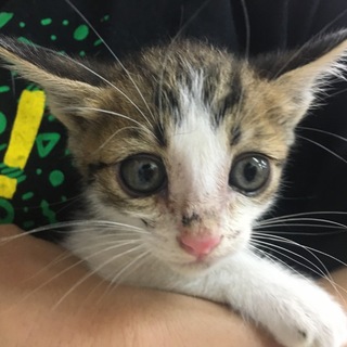 名護市大東で子猫（1ヶ月未満）里親募集！