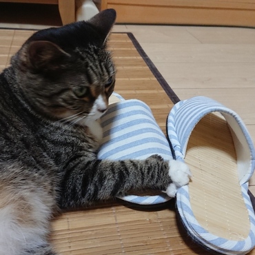 夏のスリッパ。福にゃんは新しい竹や畳の匂いが好きみたい♪臭くなる前に、存分に楽しみたまえ。