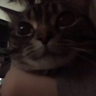 アメショ 美猫ちゃんです！