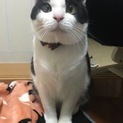 至急！！保護猫ハチワレ 甘えた❤️みるくちゃん