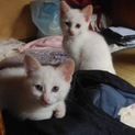 白い猫ちゃん2ヶ月2匹 茶トラちゃん2ヶ月2匹