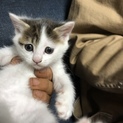 可愛い元気な子猫ちゃんです