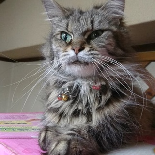 成猫のメインクーンの女の子里親募集