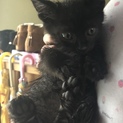 可愛い黒猫（再募集）