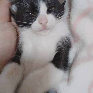 自宅でお母さん猫が出産しました。可愛いハチワレ子猫