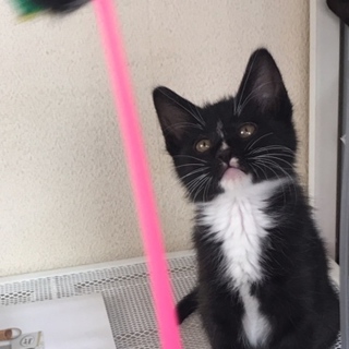 家族猫として生涯大事にしてくれる方