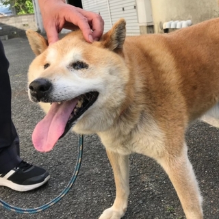 本日一時預り先に(/_;)保護先から募集継続します