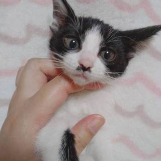 自宅でお母さん猫が出産しました。美形ハチワレ姉妹
