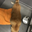 お散歩大好き♡柴犬わんこ
