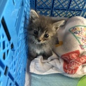 キジトラ子猫(生後1〜2ヶ月)
