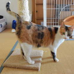 スタイル良いです