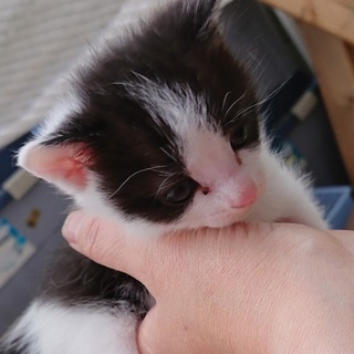 子猫ちゃんの里親になってください