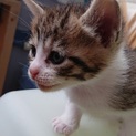 子猫ちゃんの里親になってください