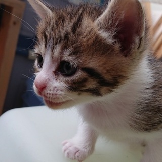 子猫ちゃんの里親になってください