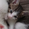 子猫ちゃんの里親になってください