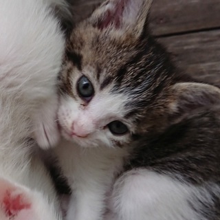 子猫ちゃんの里親になってください
