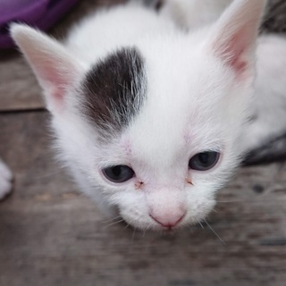 子猫ちゃんの里親になってください