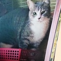 里親様決まりました。ありがとうございました。