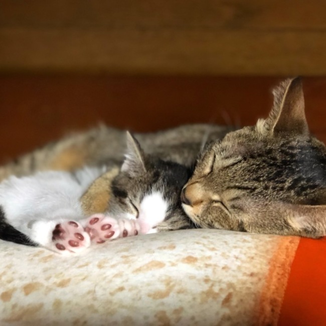 ゆりっぺぺのカバー写真