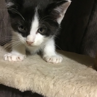 里親様募集‼生後2ヶ月ぐらいの子猫