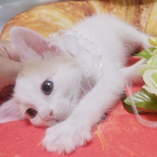 1か月半の白茶・黒・黒白●複数希望