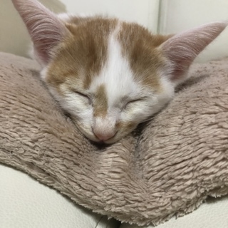 野良ちゃんが産んだ子猫ちゃんです！