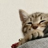 ゆず