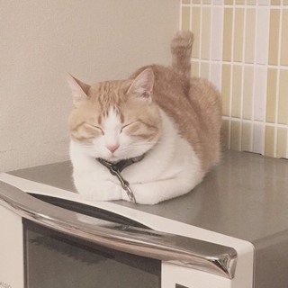 急募！多頭飼育崩壊から4歳のオス、王子くん