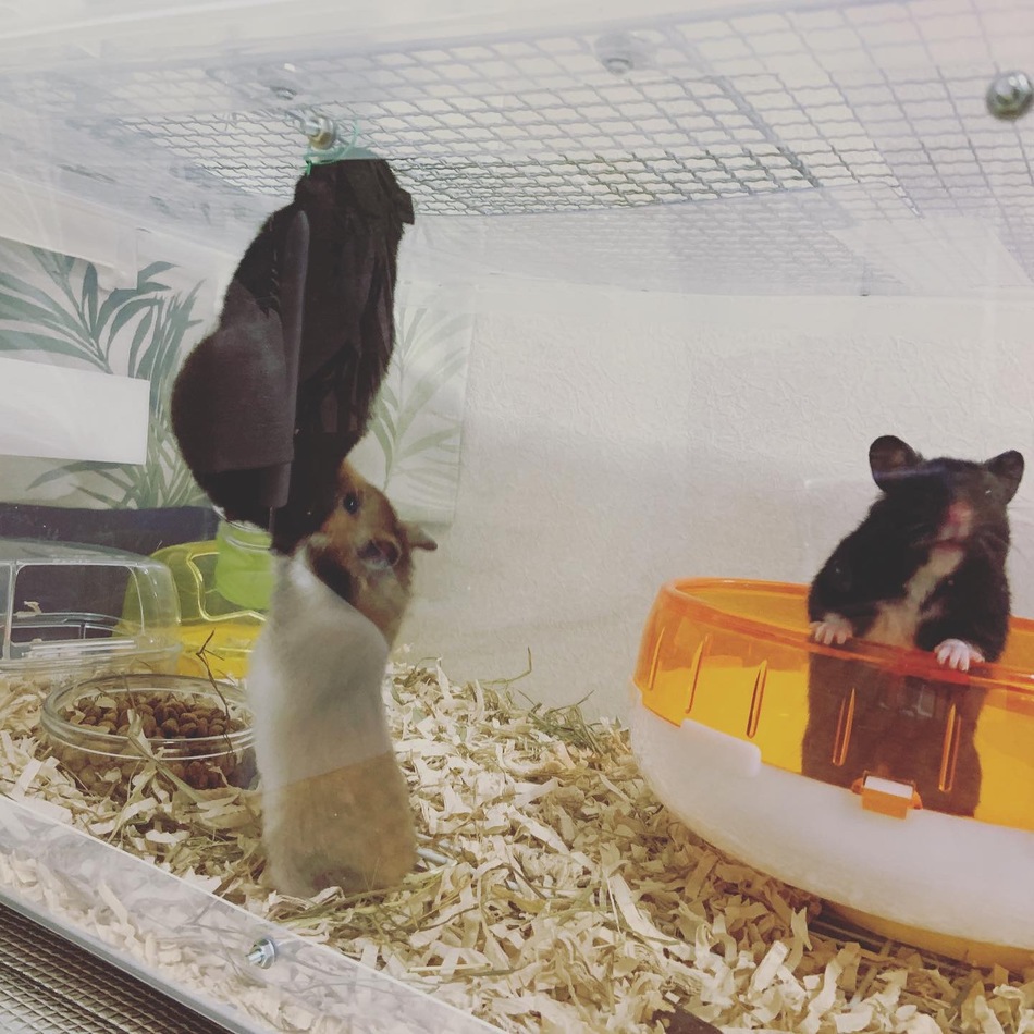 クロクマハムスターメスのカバー写真
