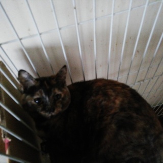 飼育放棄から7ヶ月メス、急募！