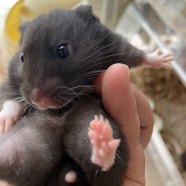 149ｇグラマーなハムちゃん