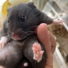 149ｇグラマーなハムちゃん