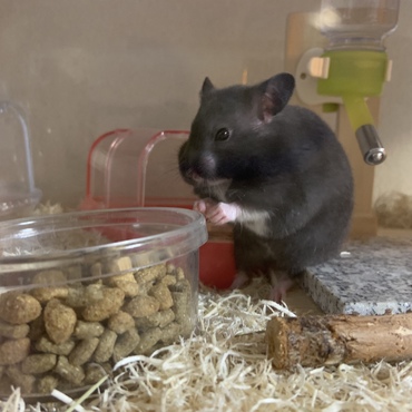 ウマウマ