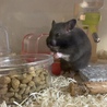 ウマウマ