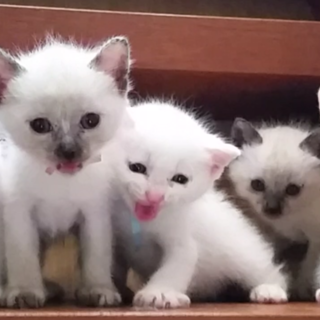 ありがとうございました。