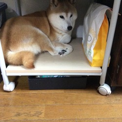 やっぱり……こわい( ﾟдﾟ)( ﾟдﾟ)