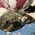 子猫の里親募集中！