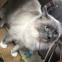 里親募集お願いします