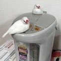 手乗り文鳥