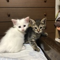 子猫4匹