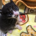 白黒 子猫 1カ月くらい